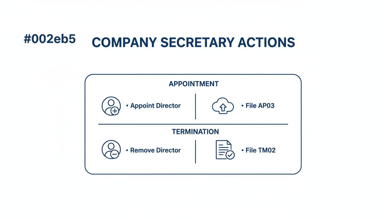Diagram illustrating company secretary actions for director appointment and termination, with associated forms.